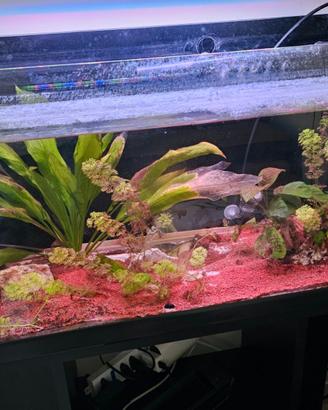 Acquario Milo 80 MTB Nero (93L) con Filtro Esterno