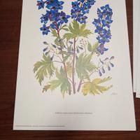 Luciana Forni 1981/1982 tavole fiori da vaso