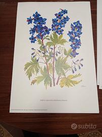 Luciana Forni 1981/1982 tavole fiori da vaso