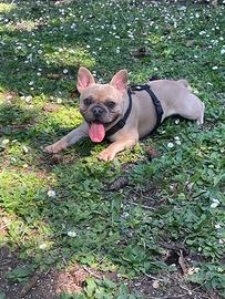 Bulldog francese disponibile per monta