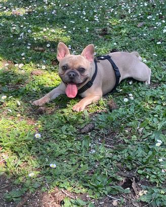 Bulldog francese disponibile per monta