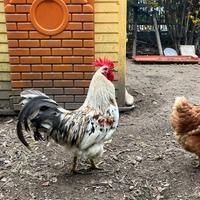 Coppia silverudd's svedesi