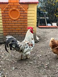 Coppia silverudd's svedesi