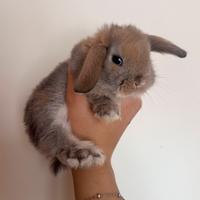 Coniglio ariete nano/mini lop