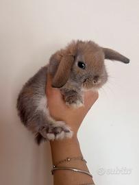 Coniglio ariete nano/mini lop