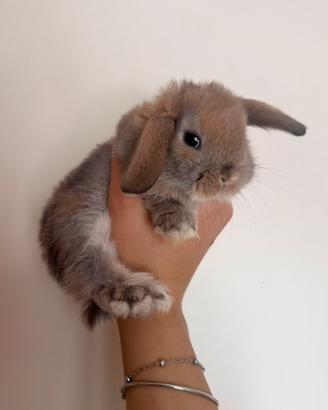 Coniglio ariete nano/mini lop