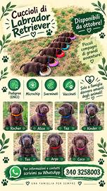 Labrador Chocolate