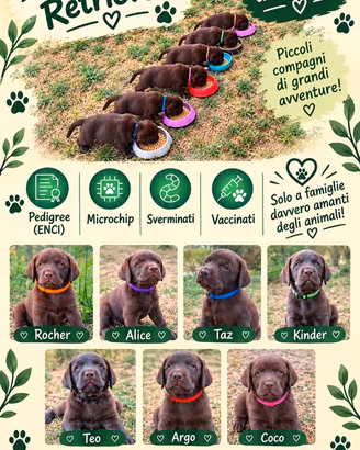 Labrador Chocolate