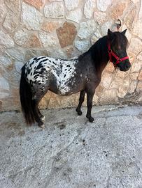 Mini Horse