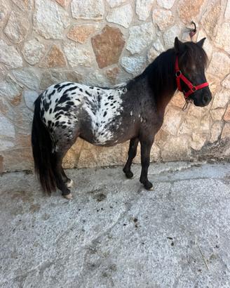 Mini Horse