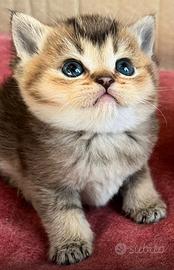 Scottish straight e fold tabby