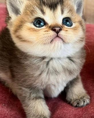 Scottish straight e fold tabby