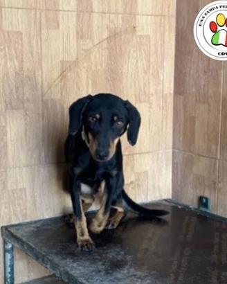 SCOOBY hai solo un anno