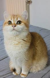 British Shorthair golden