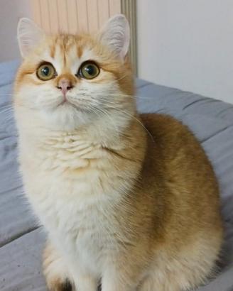 British Shorthair golden