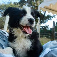Cuccioli di Border Collie