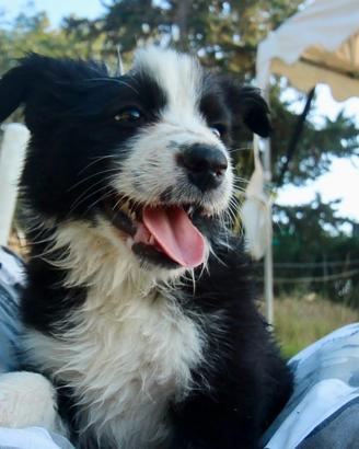 Cuccioli di Border Collie