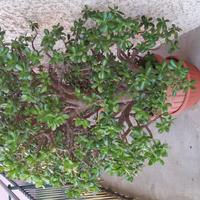 Piante ornamentali - crassule