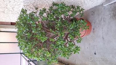 Piante ornamentali - crassule