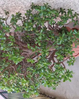 Piante ornamentali - crassule