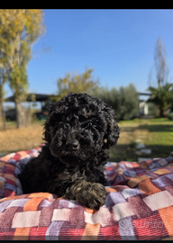 Red, fantom, bianco, champagne