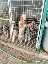 Cuccioloni setter inglese