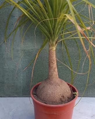 Nolina pianta