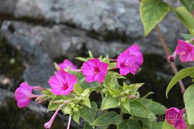 Bella di notte fuxia o bianca