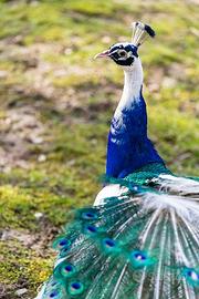 Coppia pavoni arlecchino