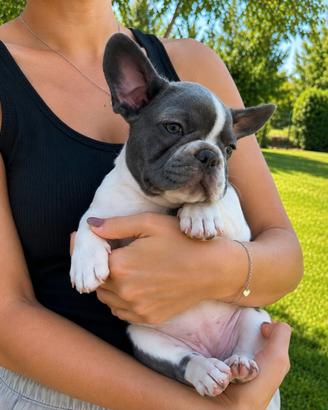 Femminuccia bulldog francese blu e bianco