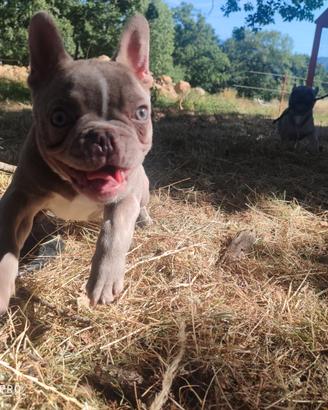 Bulldog
