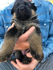 Cuccioli di Pastore Tedesco