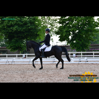 Pony