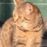 Gatto scottish straight