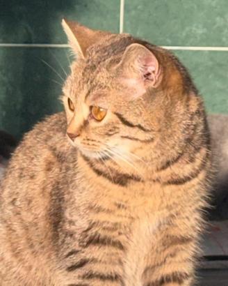 Gatto scottish straight