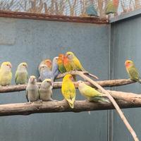 Pulli di inseparabili