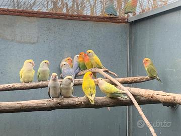 Pulli di inseparabili