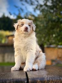 Cucciola Red merle pastore australiano 