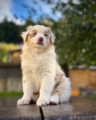 Cucciola Red merle pastore australiano 