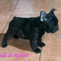 Bulldog francese