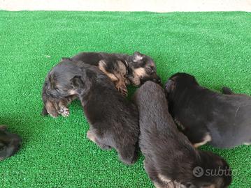 Cuccioli di pastore tedesco