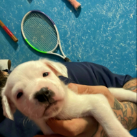 Cuccioli boxer pitbull