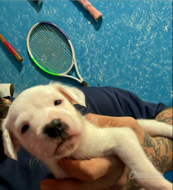 Cuccioli boxer pitbull