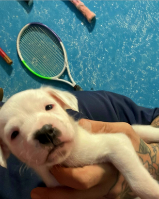 Cuccioli boxer pitbull