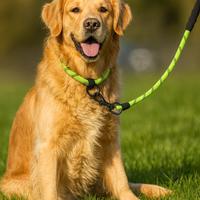 Guinzaglio in corda rinforzata per cani – NUOVO