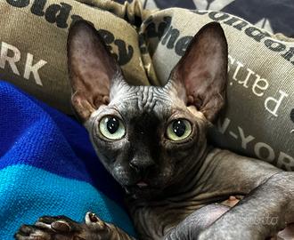Sphynx