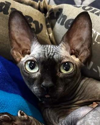 Sphynx
