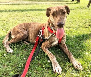 Amparo levriero spagnolo