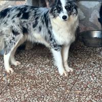 Cucciolona blu merle di border collie