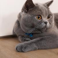 British Shorthair per accoppiamento